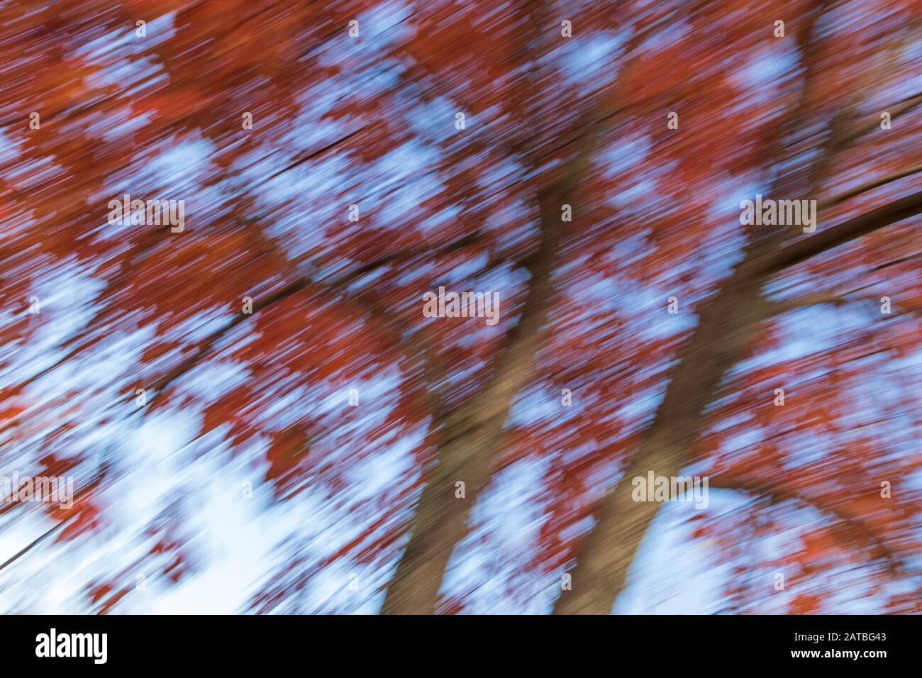 Zusammenfassung des Baums Im Herbst Stockfoto