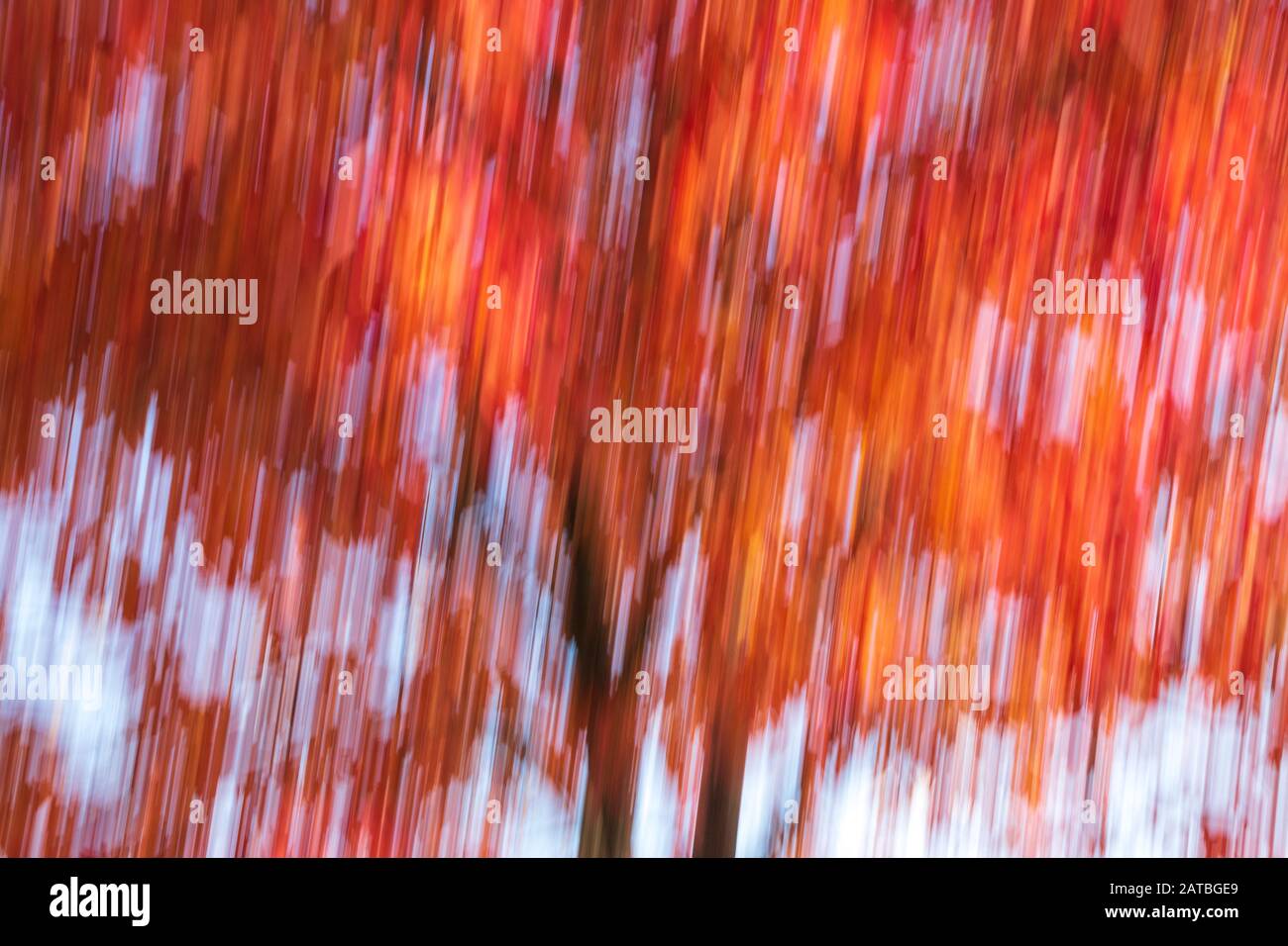 Zusammenfassung des Baums Im Herbst Stockfoto
