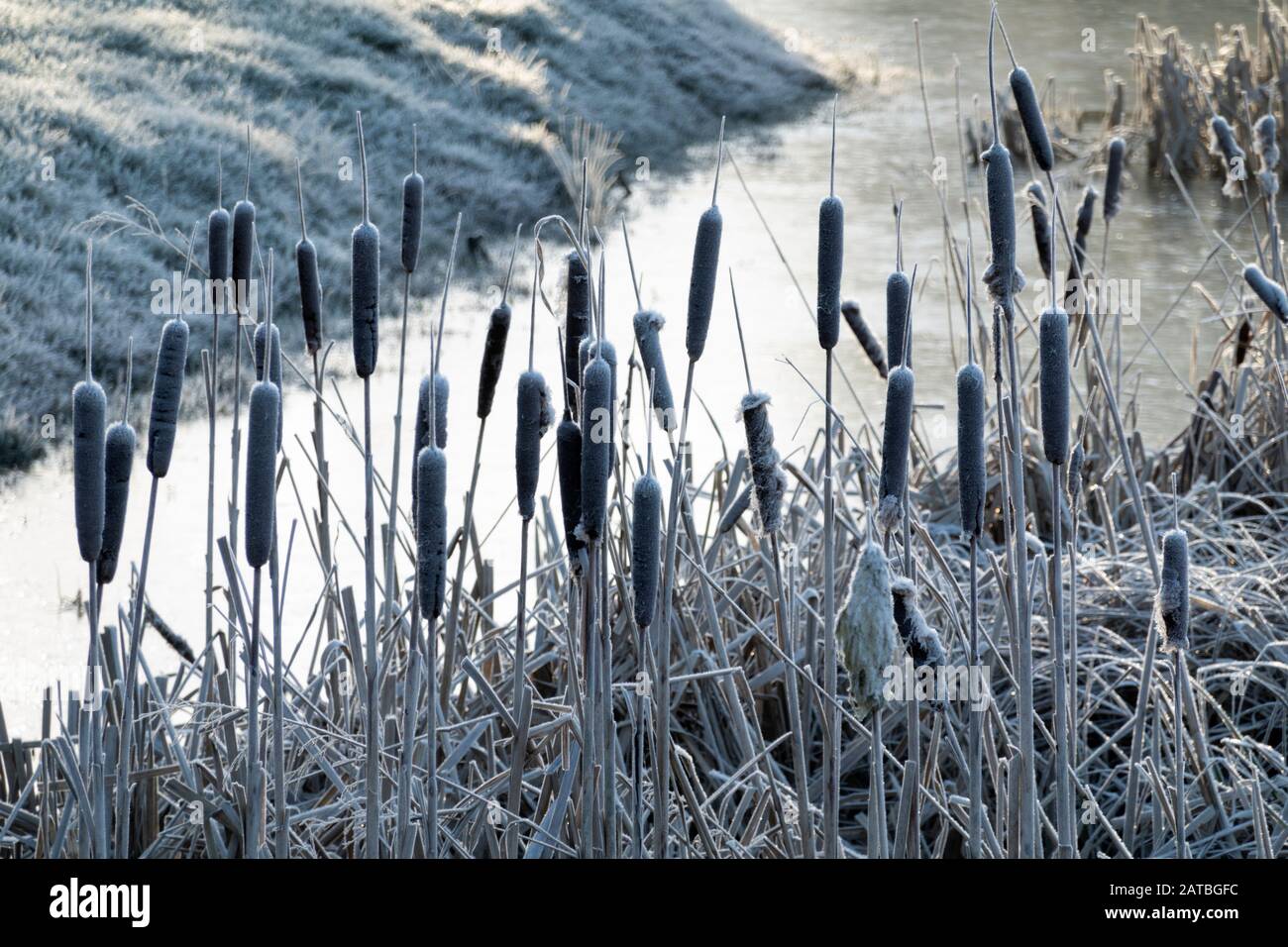 Bulrushes neben kleinem Teich am frostigen Wintermorgen, Newbury, Berkshire, England, Großbritannien, Europa Stockfoto