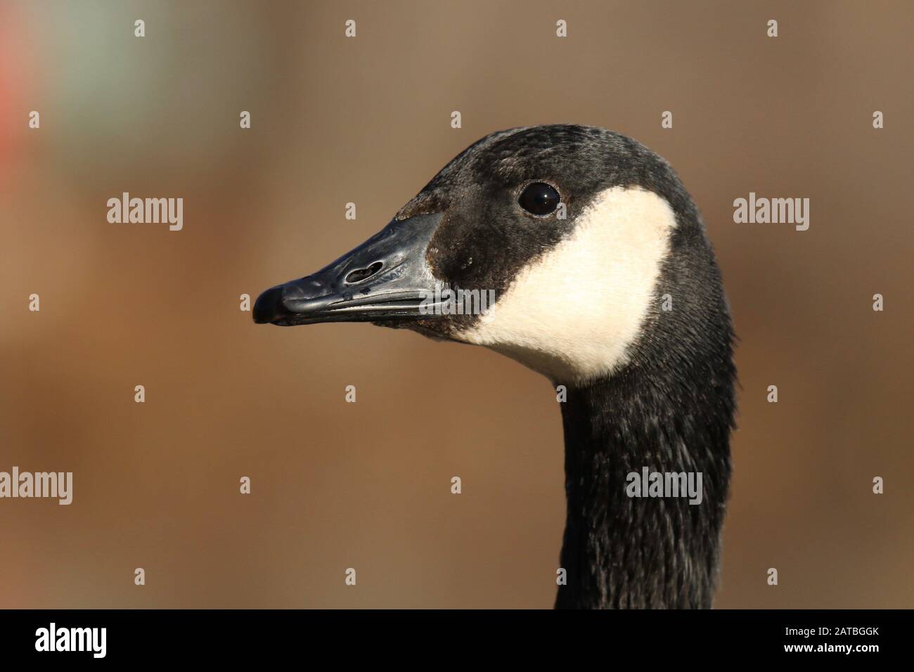 Nahaufnahme des Chefs einer Canada Goose Branta canadensis im Herbst Stockfoto