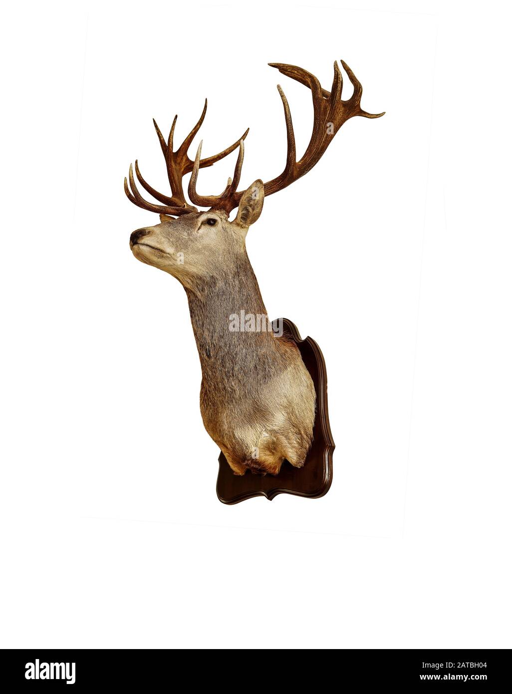 Hirschkopf auf einer Holzplatte isolieren auf weißem Hintergrund. Taxidermy. Jagd Trophäe. Hunter Wanddekoration. Stockfoto