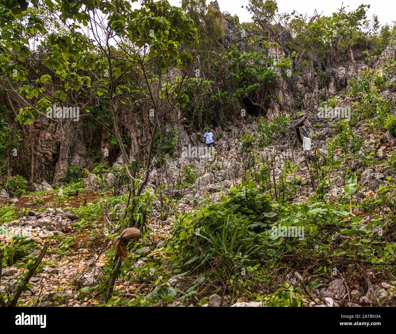 Cannibal Cave auf der Insel Pana Wara Wara, Papua-Neuguinea. Der einheimische John führt uns durch steinige Gemüsefelder zu einer unauffälligen Höhle Stockfoto