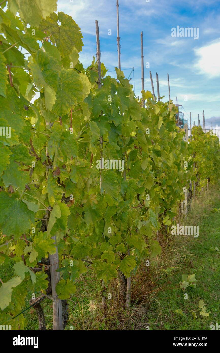 Blühende, schöne, grüne Reben, die an einem sonnigen Herbsttag eingemeißelt und bereit zur Ernte sind. Ein typischer Weinberg in der Region Chianti in der Toskana Stockfoto