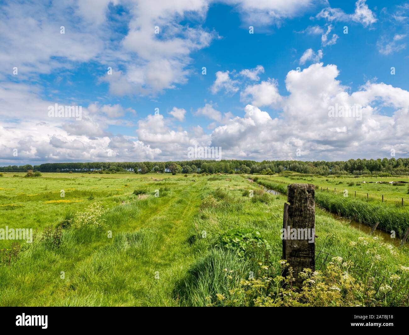 Landschaft mit grünen Wiesen in Polder bei Damme in Westflandern, Belgien Stockfoto