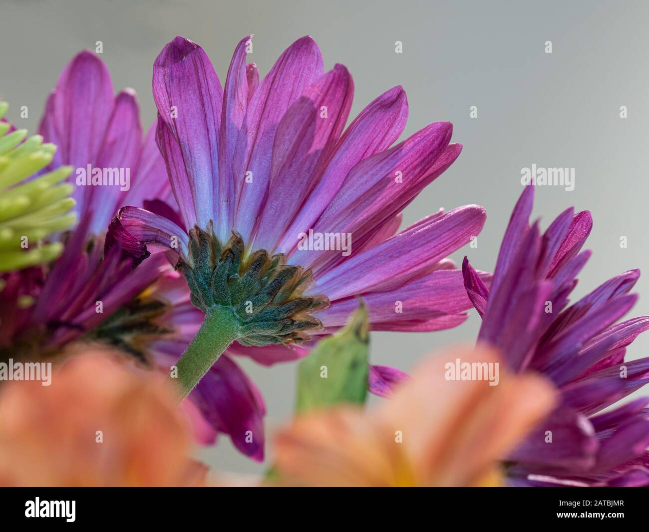 Nahaufnahme der violetten Mums von unten Stockfoto