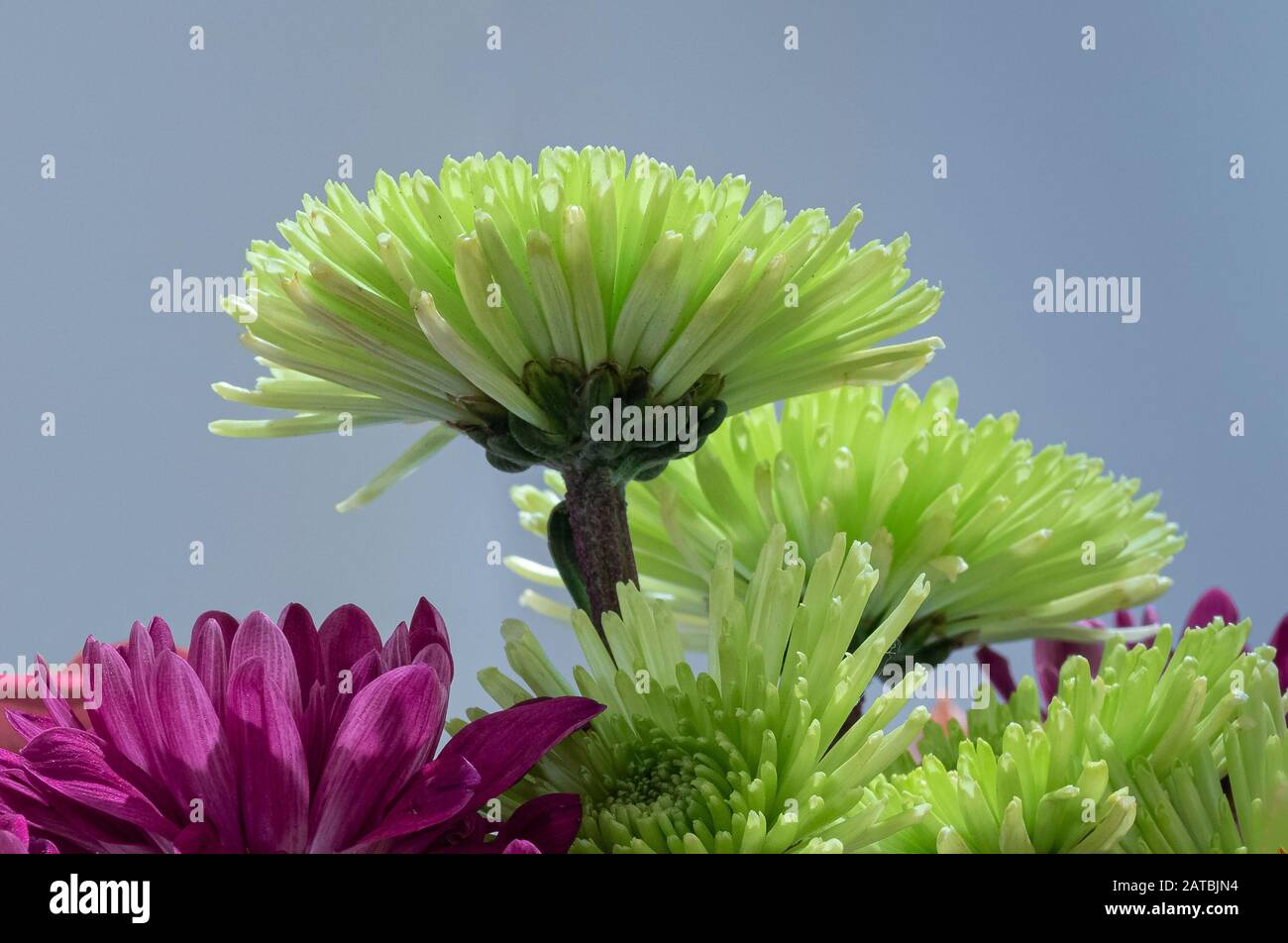 Nahaufnahme von bunten Blumen Stockfoto