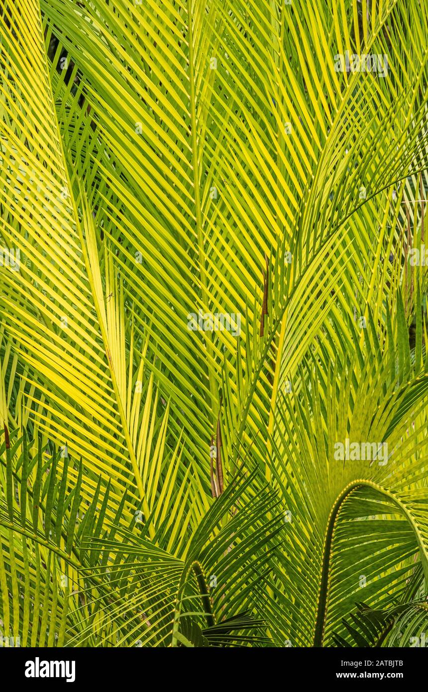 Nahaufnahme von gelben und grünen, gelben, grünen tropischen Palmenzweigen Stockfoto