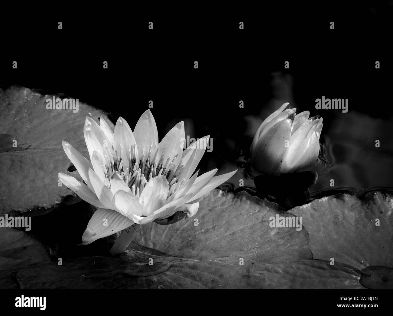 Schwarz-Weiß-Bild von Seerosen in einem Teich Stockfoto