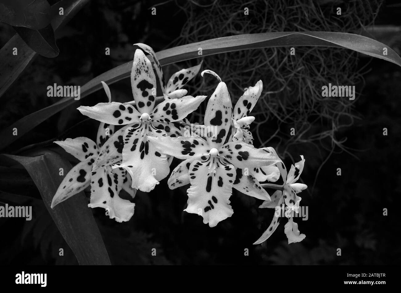 Schwarz-Weiß-Bilder von Orchideenblüten Stockfoto