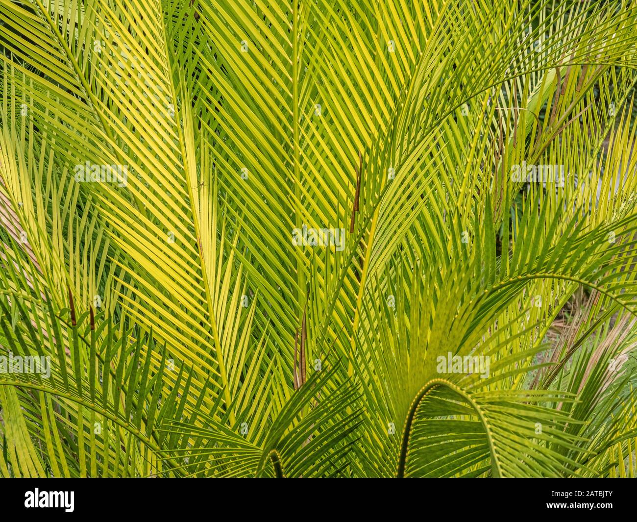 Nahaufnahme von gelben und grünen, gelben, grünen tropischen Palmenzweigen Stockfoto