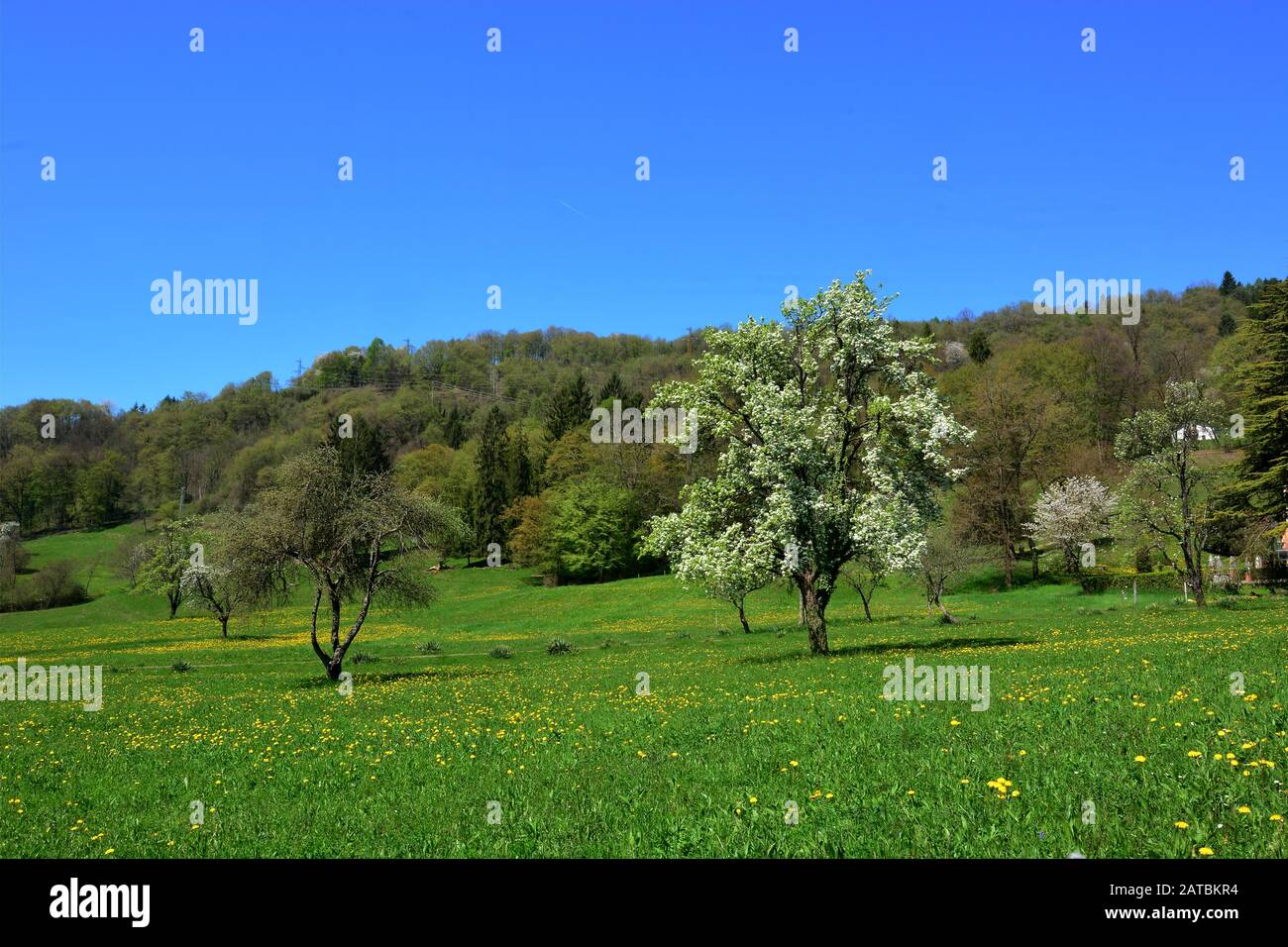 Der schöne Frühling ist gekommen Stockfoto
