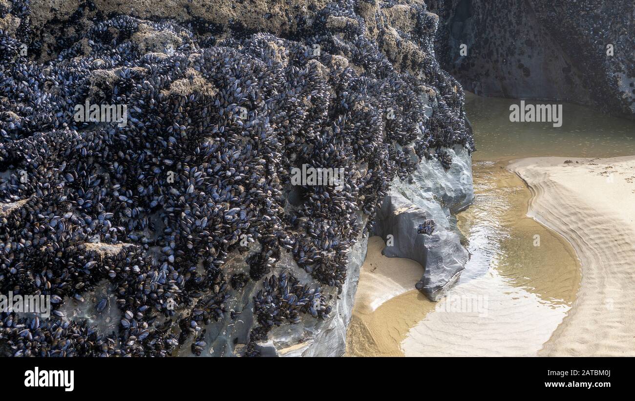 Muscheln auf Felsen in Carnewas und Bedruthan Treten nordkornische Küste zwischen Padstow An Stockfoto