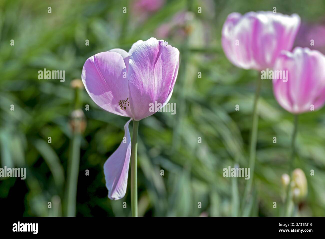 Eine Tulpe im Vordergrund, eine hängende Blütenhülle, Blick auf Staubblätter und eine kleine grüne Blattläuse Stockfoto