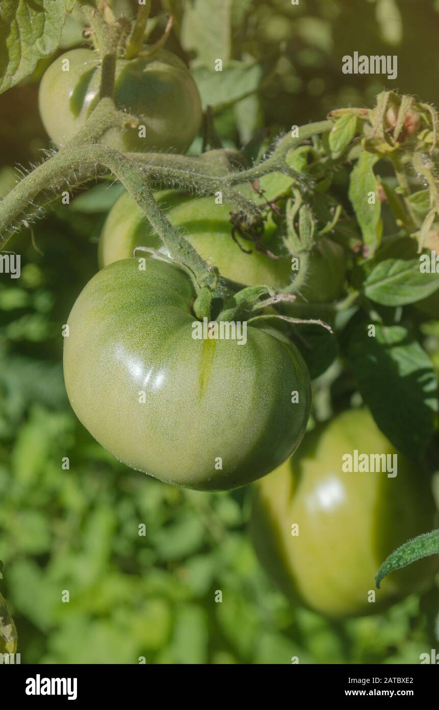 Kommerzielle Tomatenproduktion. Grüne unreife Tomaten auf dem Bauernhof Stockfoto