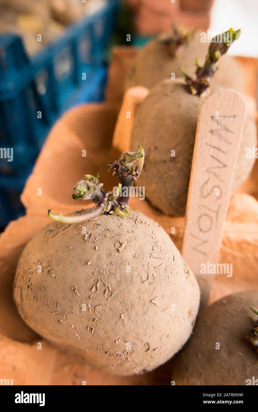 Samenkartoffel Winston zog sich zur Vorbereitung auf das Wachstum im Garten an, nachdem das letzte Frostrisiko verstrichen war Stockfoto