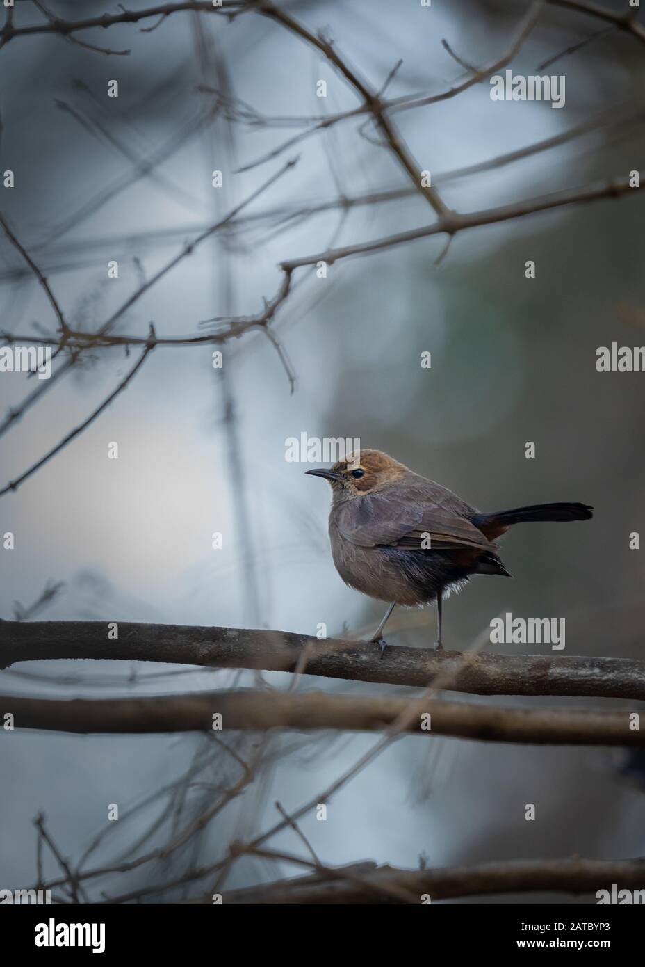Ein indischer Robin Vogel thront auf einem Ast in Wald Stockfoto
