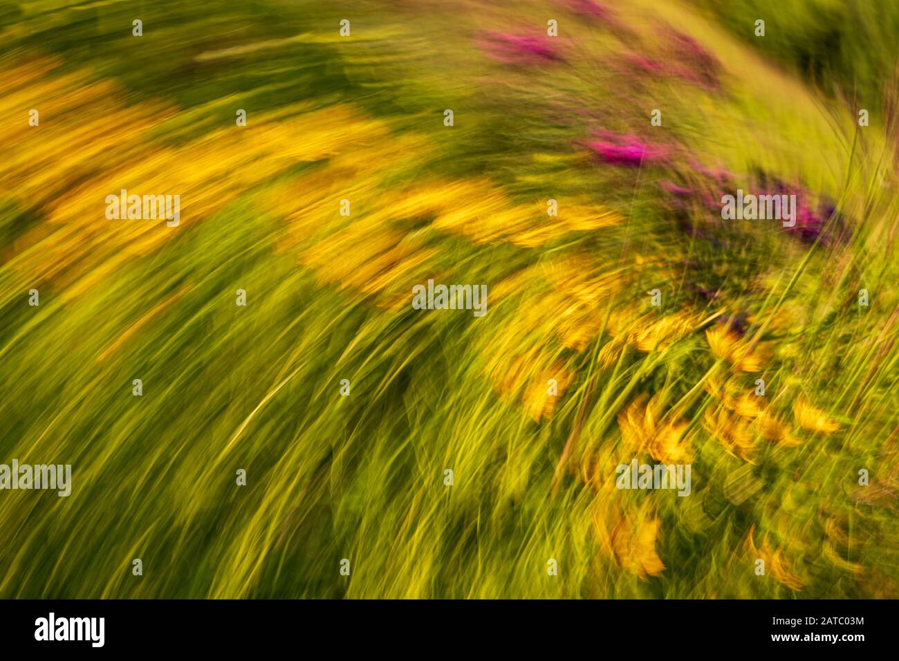 Zusammenfassung der violetten und gelben Sommerblumen in Bloom Stockfoto