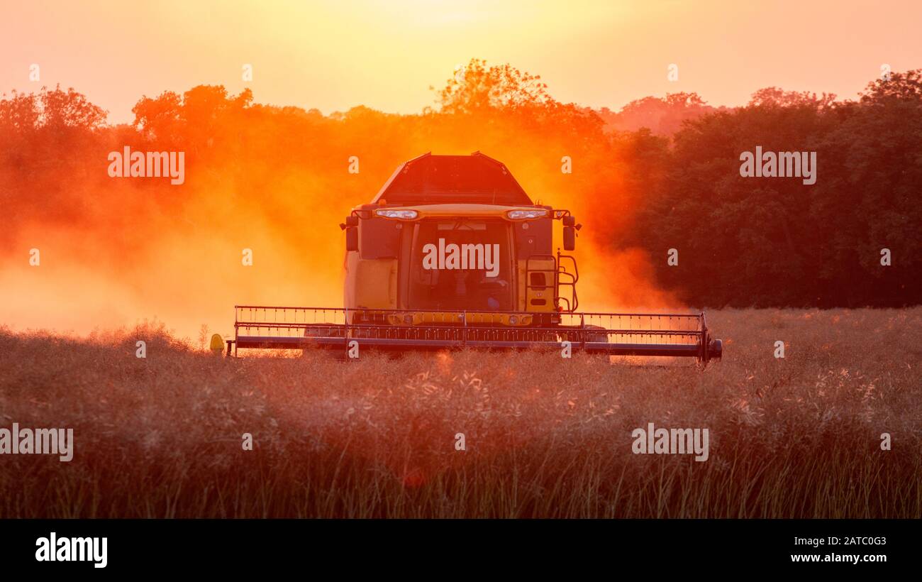 Mähdrescher ernten am Abend. Much Hadham, Hertfordshire. GROSSBRITANNIEN Stockfoto