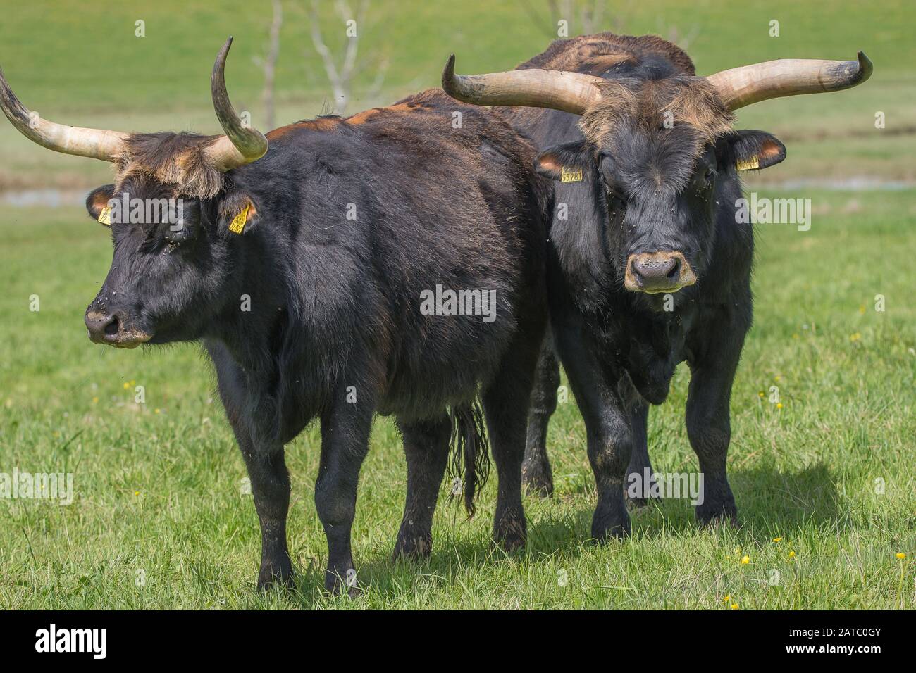 Heckrinder im Sechta-Renaturierungsgebiet bei Itzlingen (Bos primigenius) • Baden-Württemberg, Deutschland Stockfoto