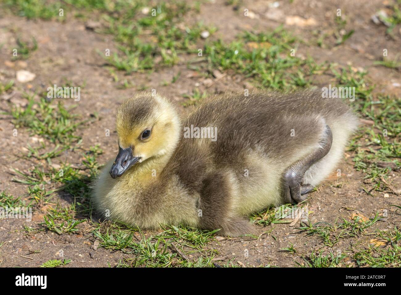Kanadagans, Gössel (Branta canadensis) Canada Goose • Baden-Württemberg; Deutschland Stockfoto