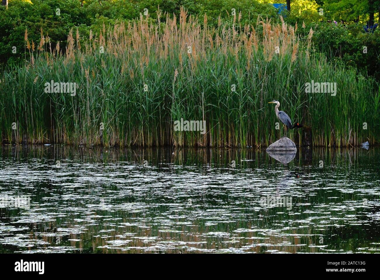 Grauer Reiher auf einem seichten Sumpf Stockfoto