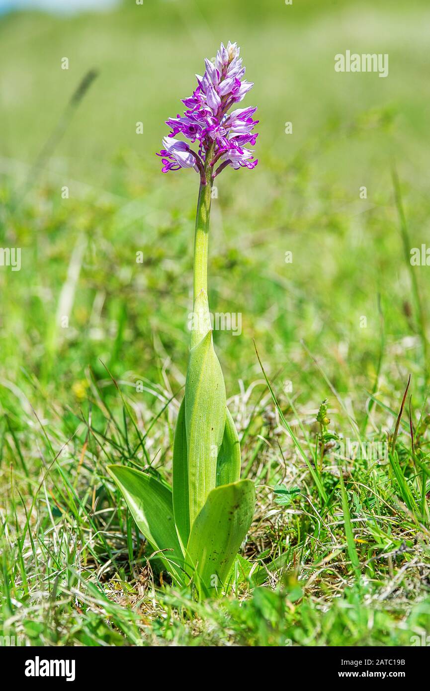 Helmknabenkraut (Orchis militaris) Helm-knabenkraut • Baden-Württemberg, Deutschland Stockfoto