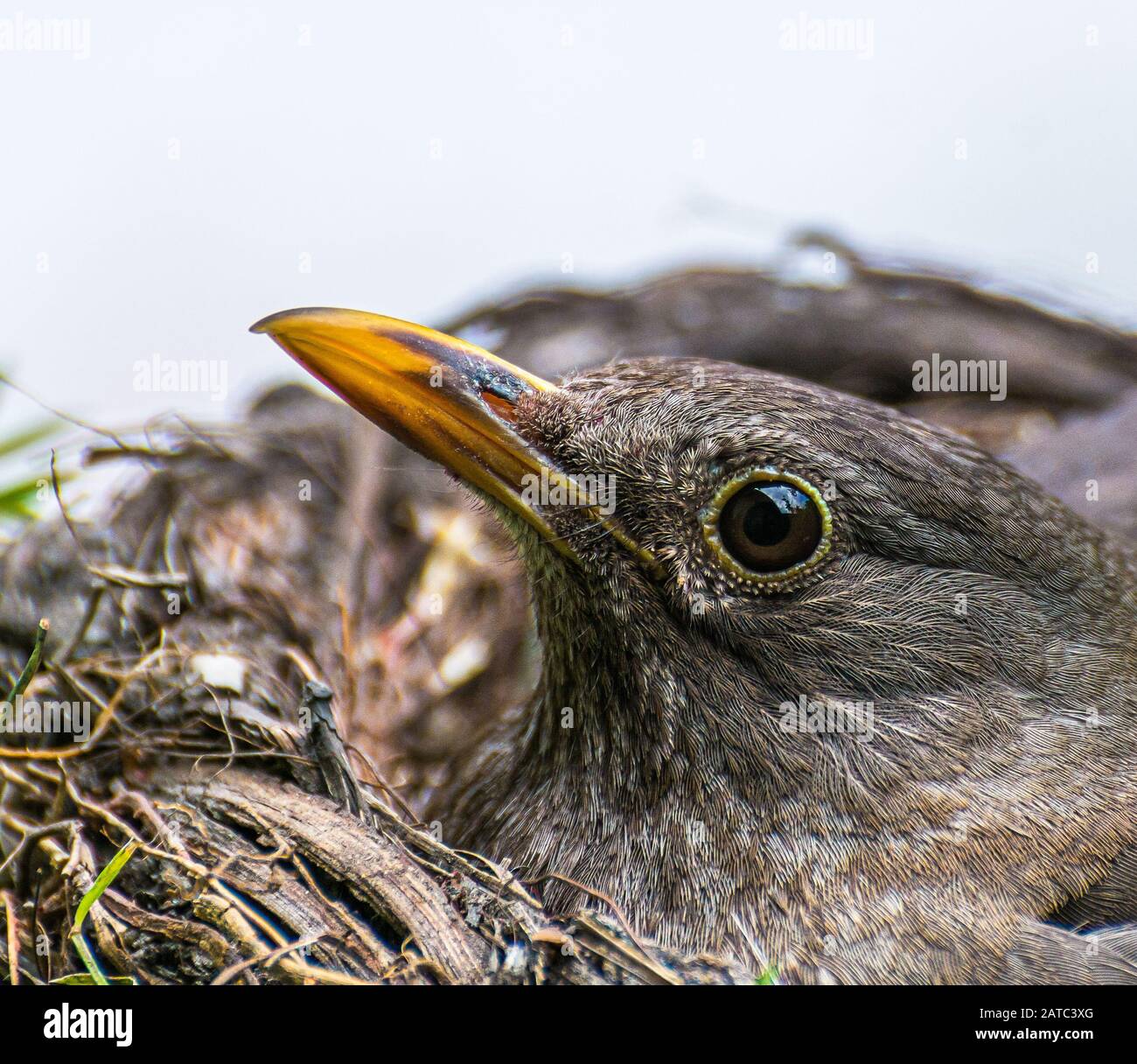 Weiblicher Schwärzling (Turdus merula) auf dem Nest mit Küken. Schwarzvogel-Frauenporträt. Stockfoto