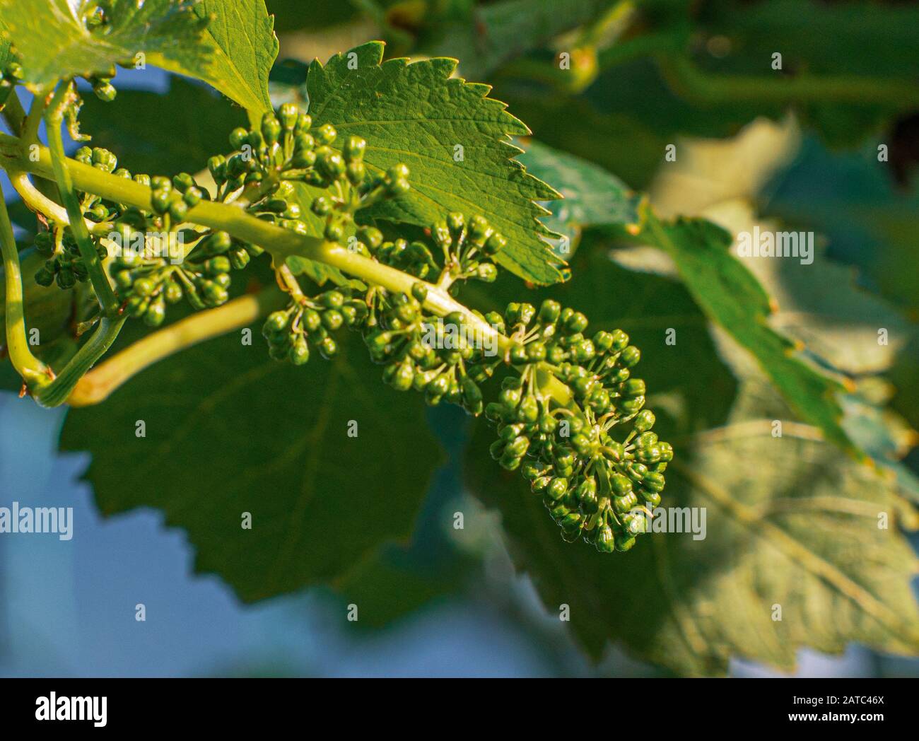 Vitis vinifera Weinrebe mit kleinen Blumen und sich entwickelnden Früchten. Nahaufnahme Stockfoto