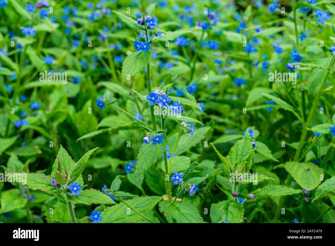 Ziemlich vergessen-ich-nicht blaue Blumen des grünen Alkanets (Pentaglottis sempervirens), die in Holz blühen Stockfoto
