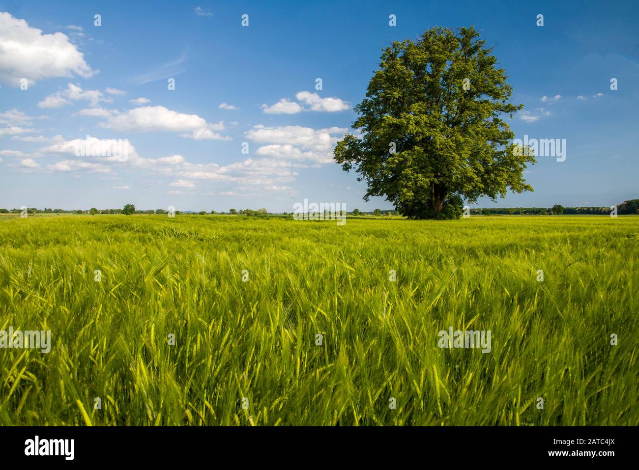 Baum in der mitte des feldes -Fotos und -Bildmaterial in hoher ...