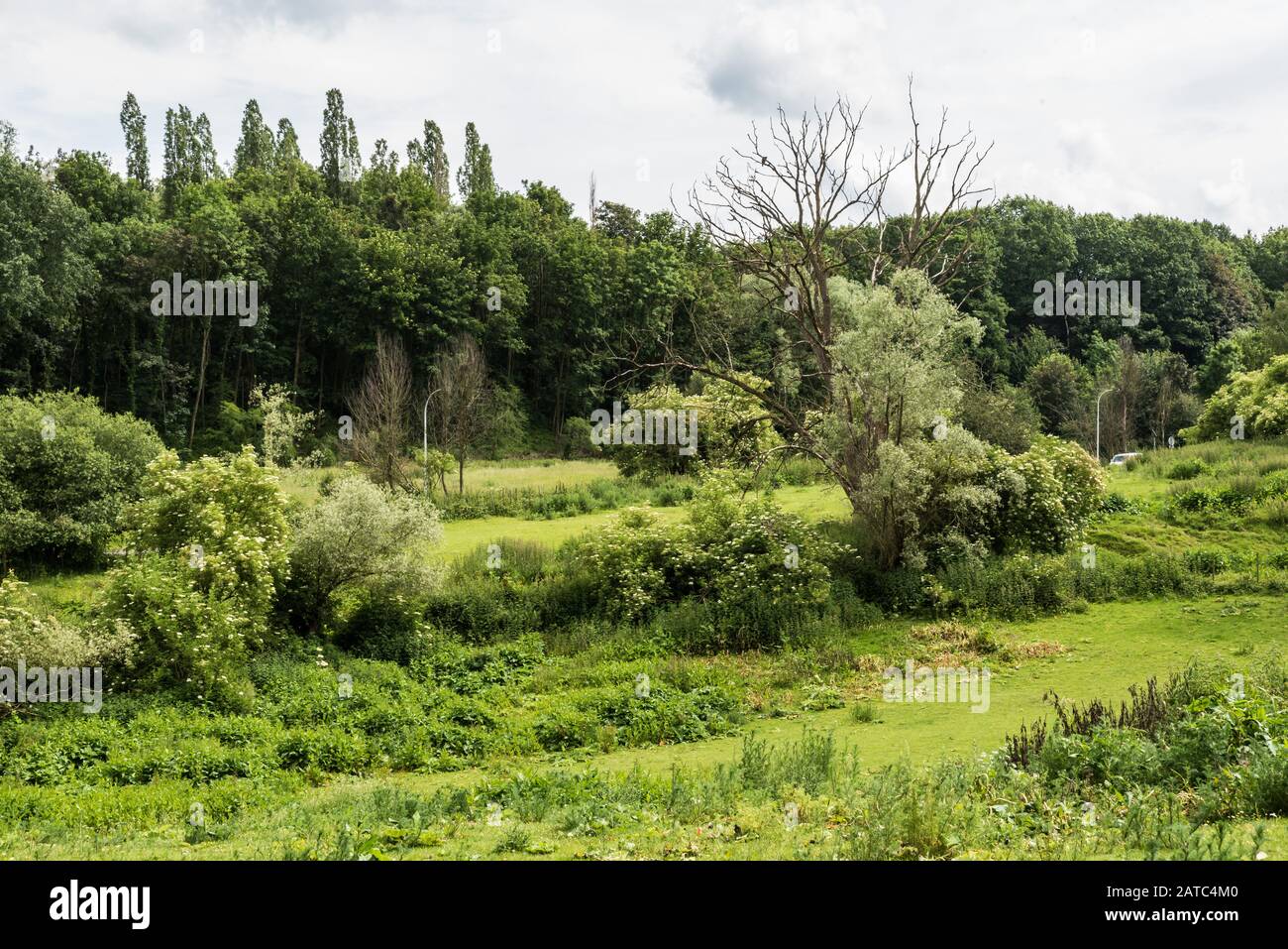 Die grünen halbnatürlichen Wiesen des Naturschutzgebietes Kauwberg (Uccle, Brüssel / Belgien - 07 14 2019) Stockfoto
