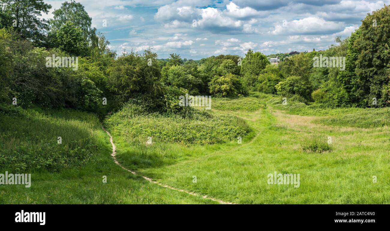 Die grünen halbnatürlichen Wiesen des Naturschutzgebietes Kauwberg (Uccle, Brüssel / Belgien - 07 14 2019) Stockfoto