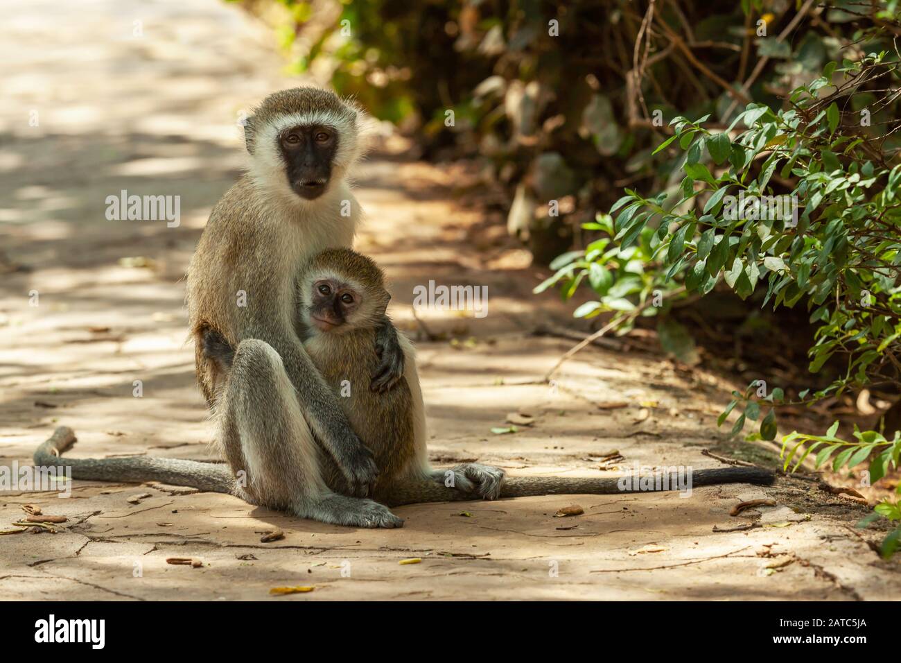 Ein Grünmeerkatzenbaby hält sein Junges eng an einem schattigen Pfad im Tsavo-East-Nationalpark, Kenia, fest. Stockfoto