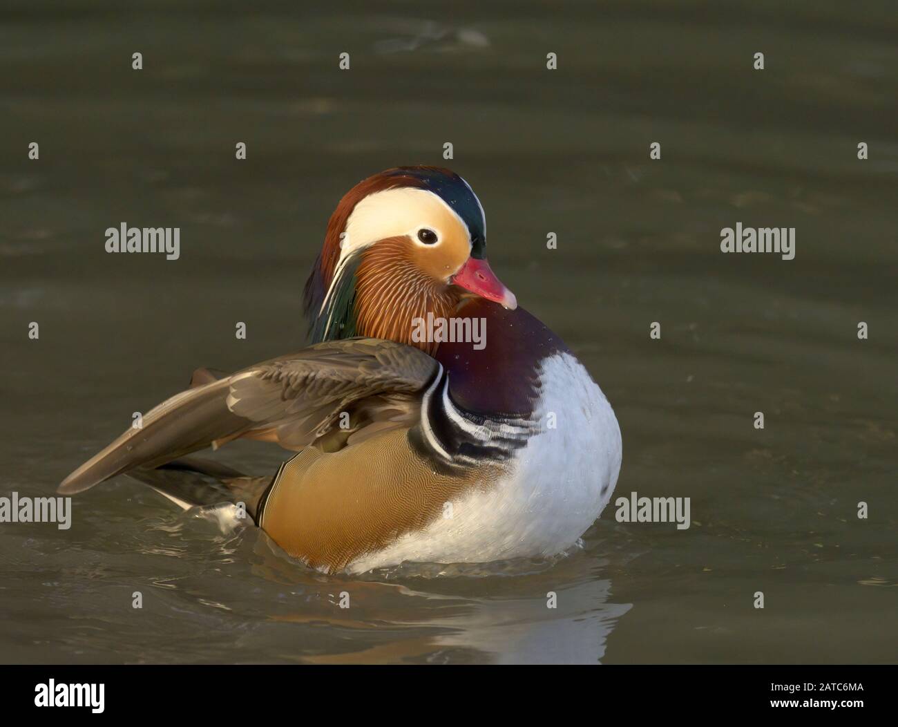 Mandarin Duck, Aix galericulata, alleinstehende Erwachsene Männer flattern nach dem Baden. Slimbridge WWT, Gloucestershire, Großbritannien Stockfoto