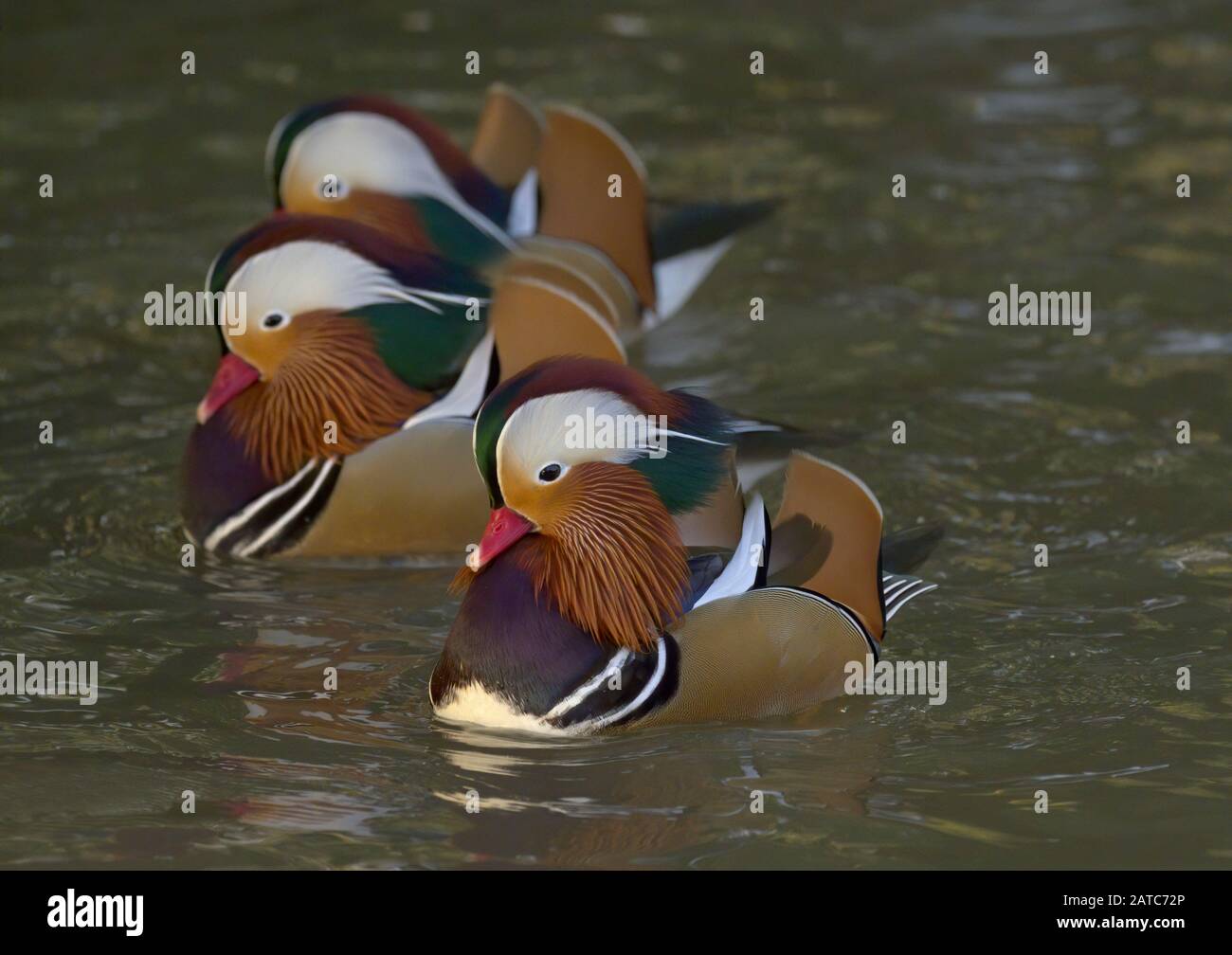 Mandarin Ducks, Aix galericulata, Erwachsene Männer schwimmen. Slimbridge WWT, Gloucestershire, Großbritannien Stockfoto