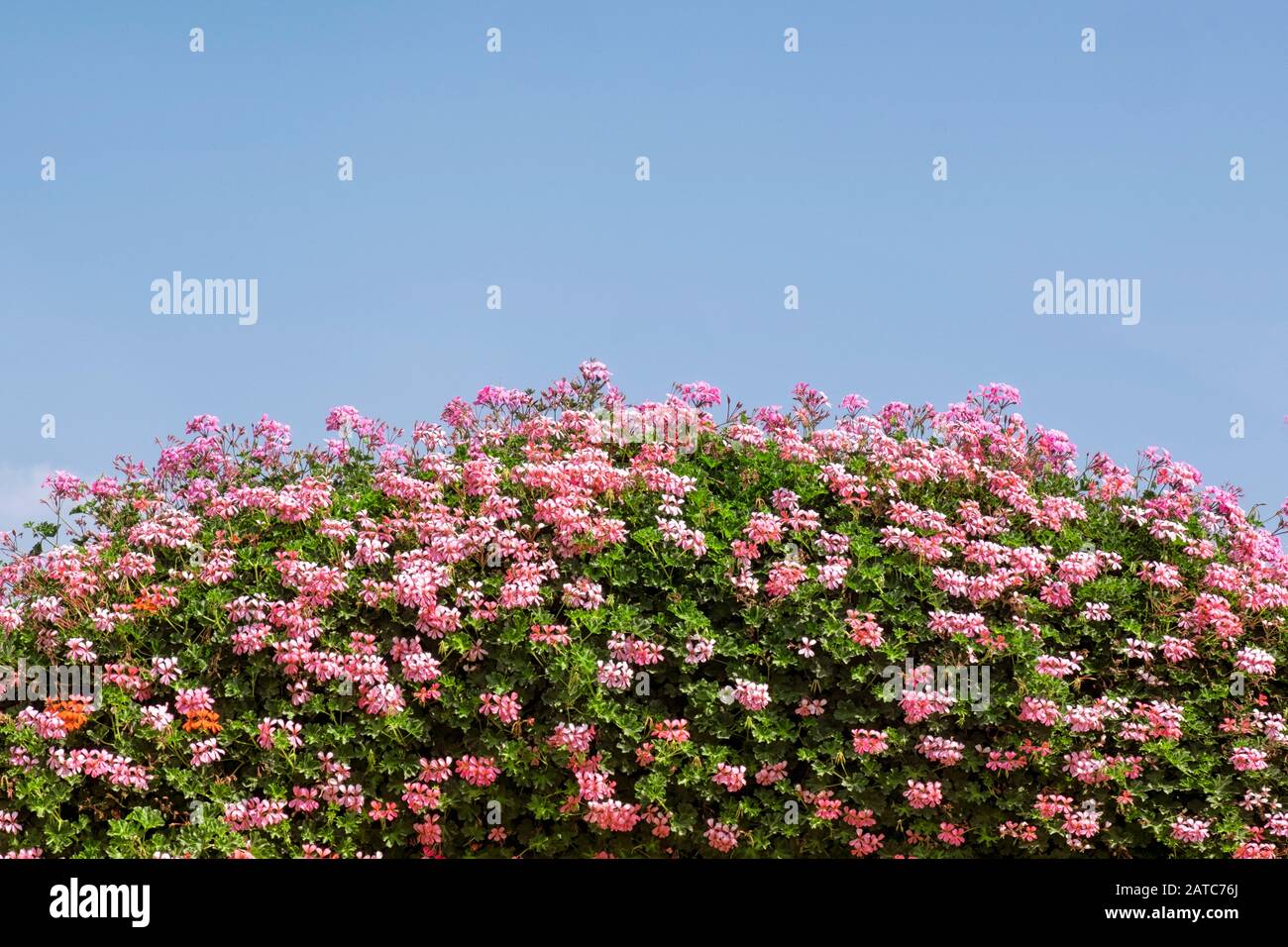 Mound von blühenden Blumen an einem Sommertag Stockfoto