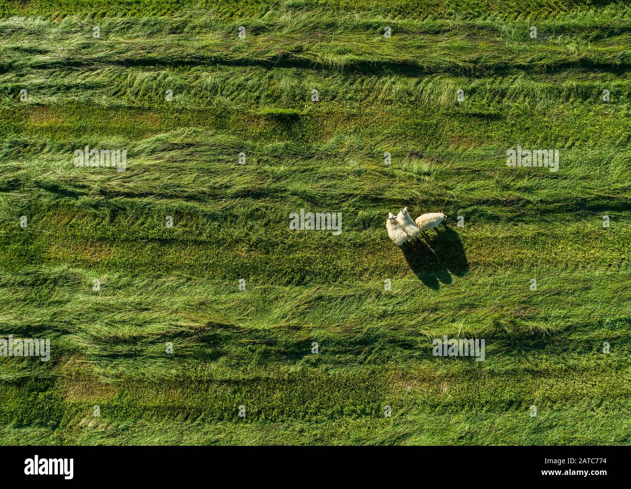 Schafe durchstreifen ein grünes Rasenfeld Stockfoto