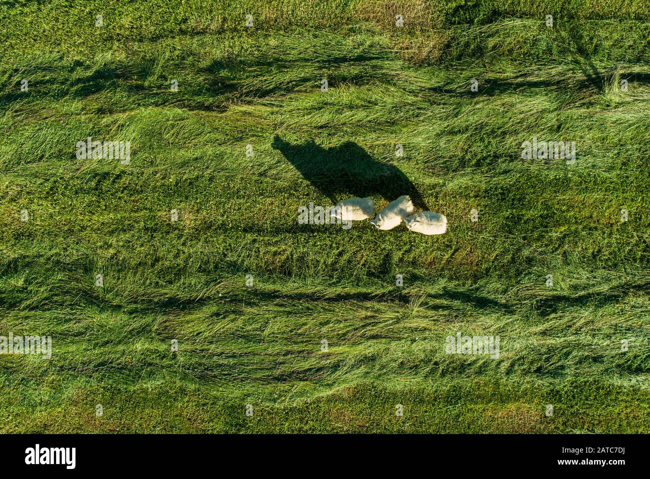 Schafe durchstreifen ein grünes Rasenfeld Stockfoto