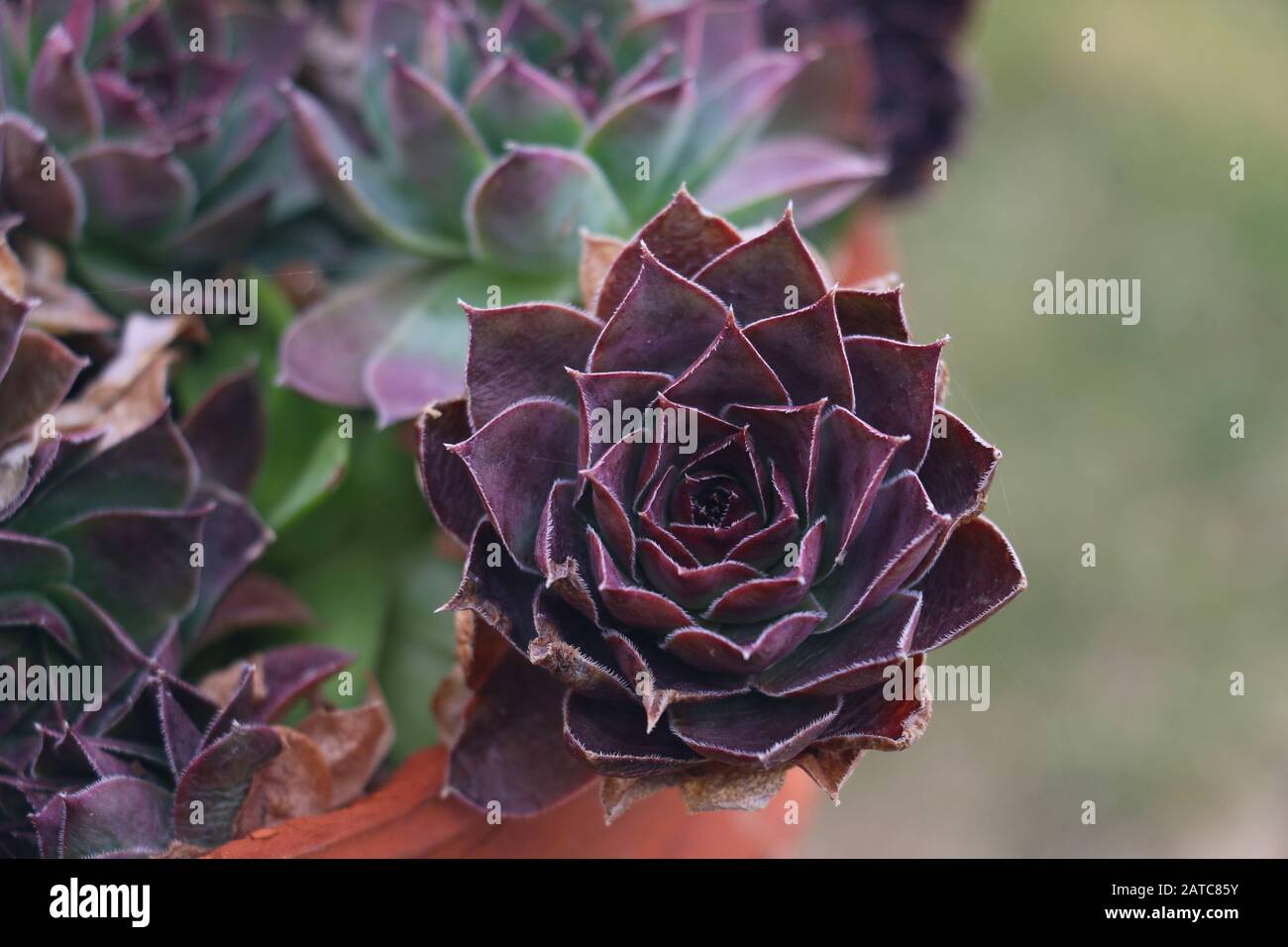 Sempervivum saftige rotviolette Rosette, die sich von spitzen Blättern klammert, die artigochartigen Veränderungen der Farbe in der Saison, die oft als "violette Königin" Purpurschönheit bezeichnet wird Stockfoto