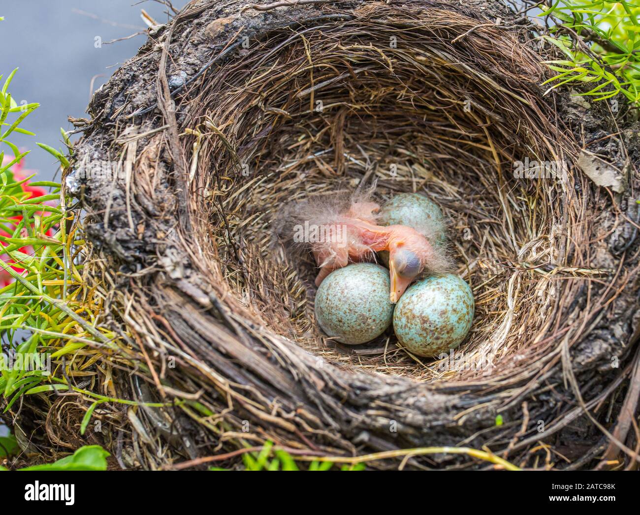 Neugeborenes Baby Schwarzer im Nest: Jungvogelneugeborenes und Eier im Gelege - Turdus merula. Üblicher Blackbird Stockfoto