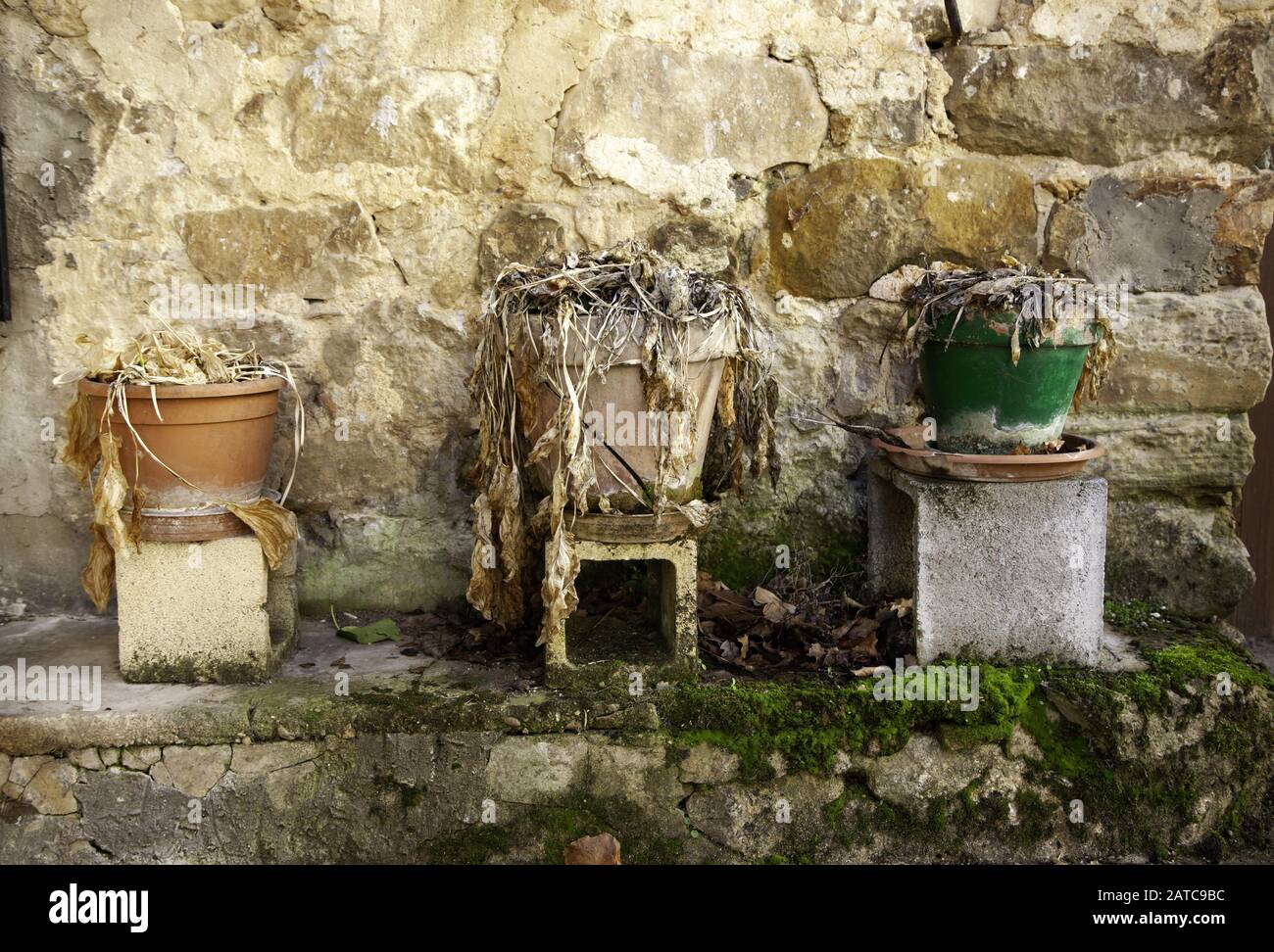 Töpfe mit toten Pflanzen, Umwelt und Umweltverschmutzung, Blumen Stockfoto