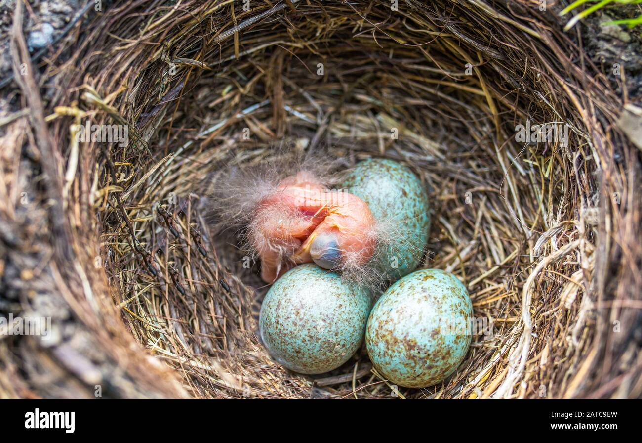 Neugeborenes Baby Schwarzer im Nest: Jungvogelneugeborenes und Eier im Gelege - Turdus merula. Üblicher Blackbird Stockfoto