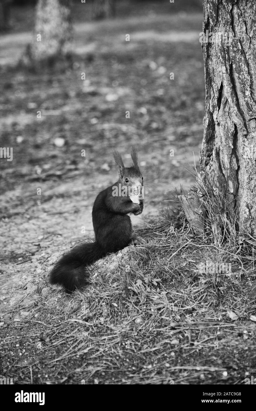 Eichhörnchen im Wald, Tiere in Freiheit, Nagetiere, Natur Stockfoto