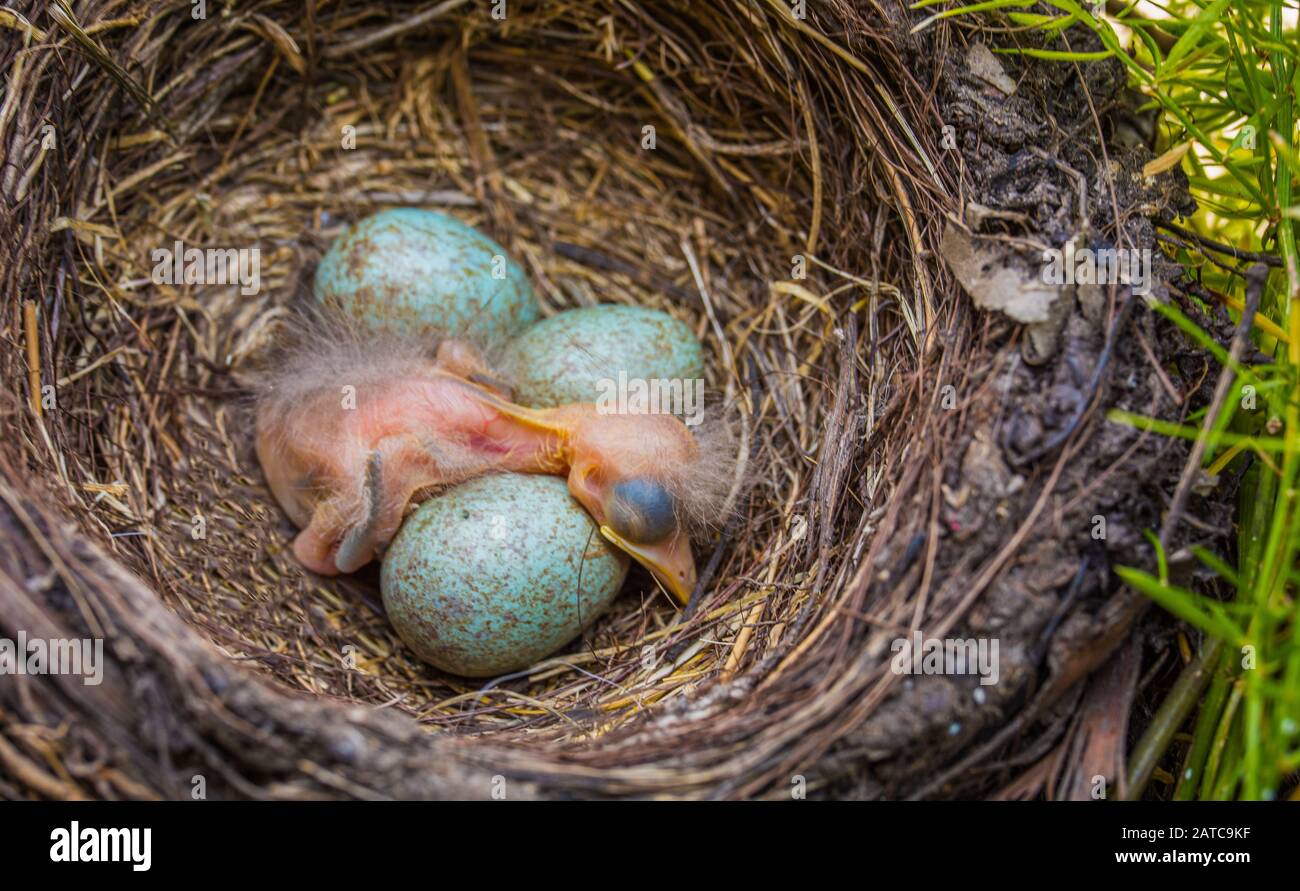 Neugeborenes Baby Schwarzer im Nest: Jungvogelneugeborenes und Eier im Gelege - Turdus merula. Üblicher Blackbird Stockfoto