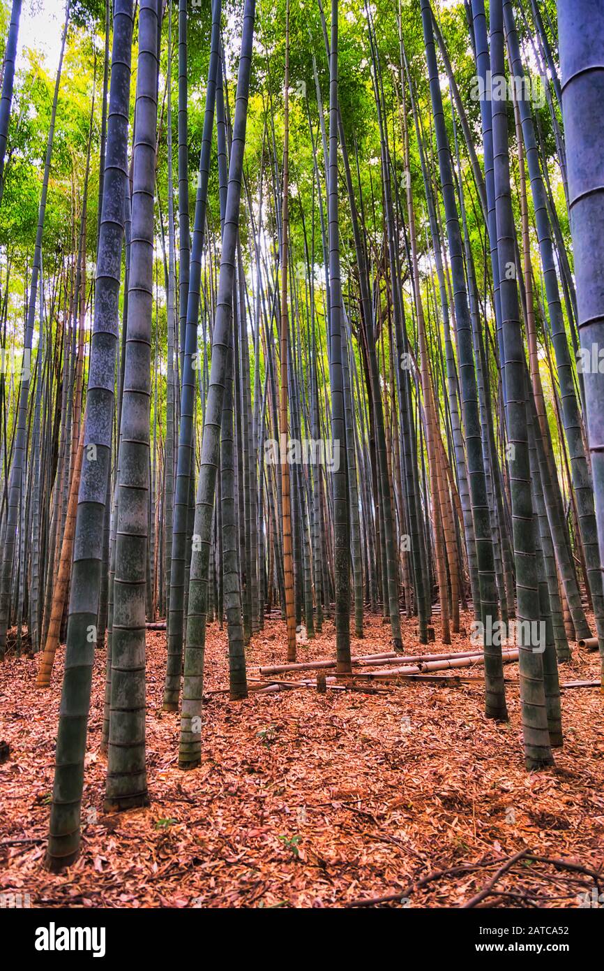 Hohe, gerade Bambuspflanzen in der Gegend Bamboo Grove Arashiyama in der Stadt Kyoto, Japan. Beliebter Naturpark. Stockfoto