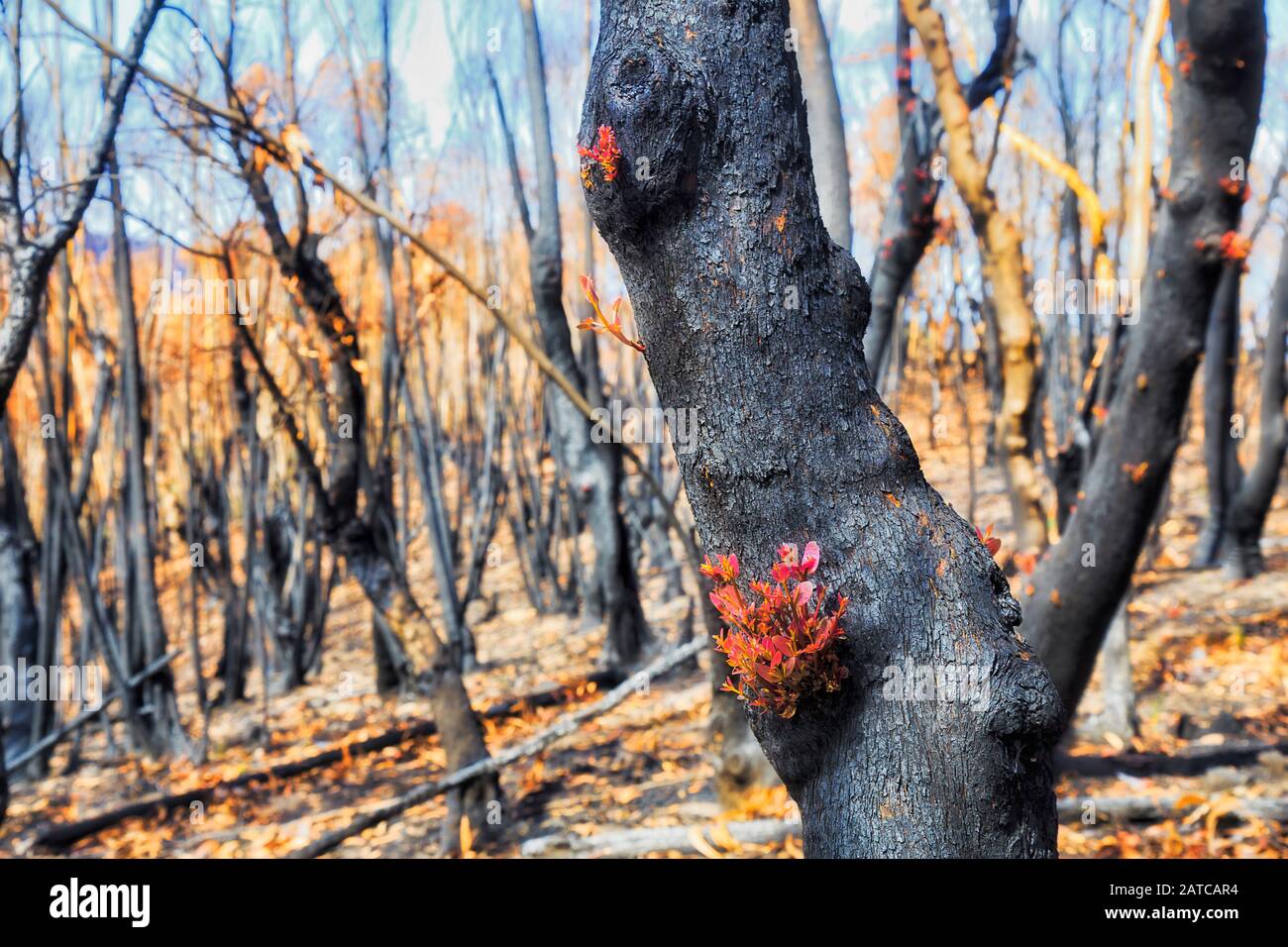 Gummibaum-Wald brannte nach schweren Buschbränden in den Australian Blue Mountains mit neuen Sprossen neuen Lebens. Stockfoto