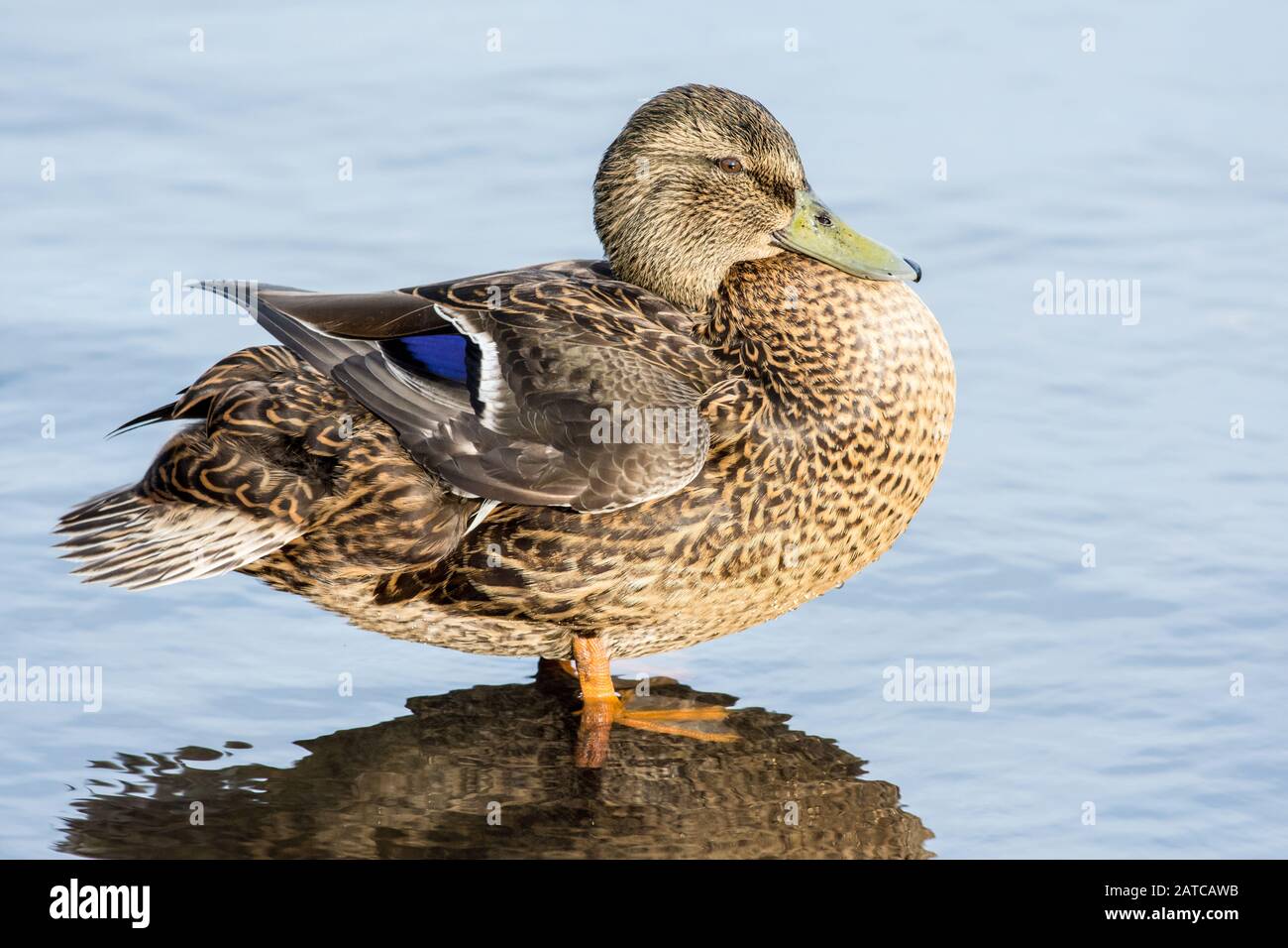 Weibliche Mallard Anas platyrhynchos, die im flachen Wasser stehen Stockfoto Weibliche Mallard Anas platyrhynchos, die im flachen Wasser stehen Stockfoto