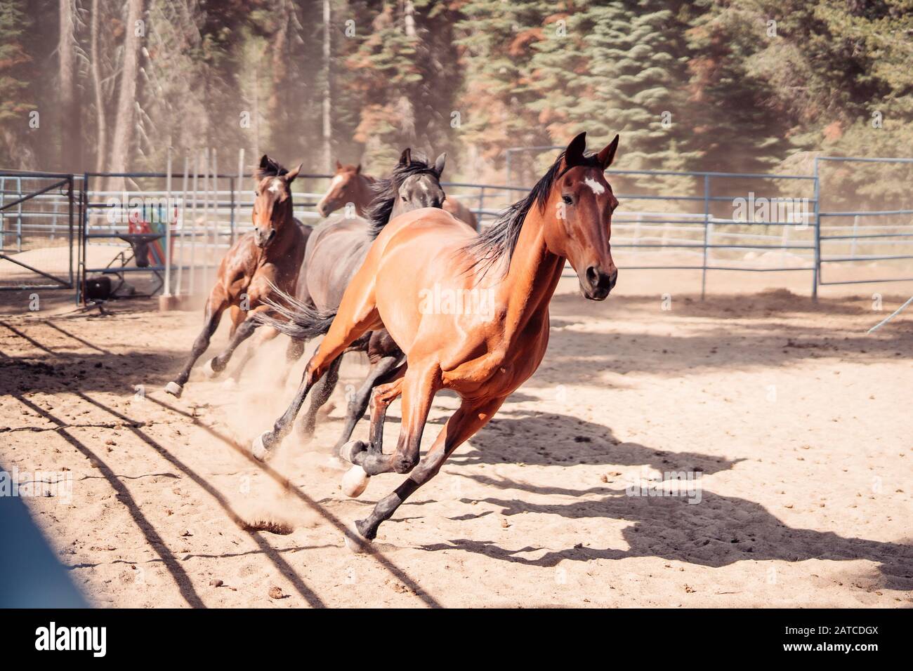 Pferde Galoppieren Durch Outdoor-Paddock, Sequoia National Forest, Kalifornien, USA Stockfoto
