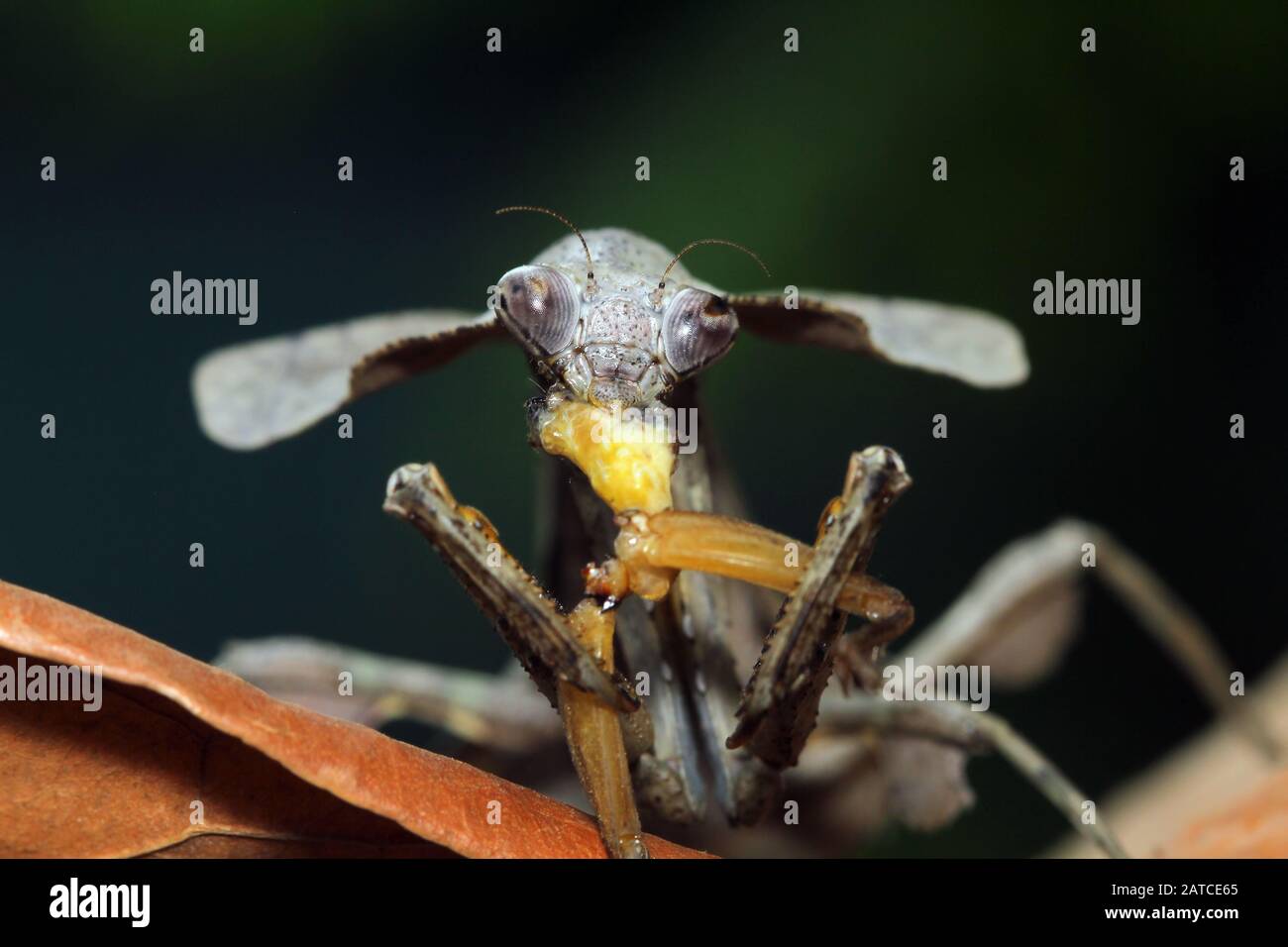 Dead Leaf Mantis, die ein Insekt isst, Indonesien Stockfoto