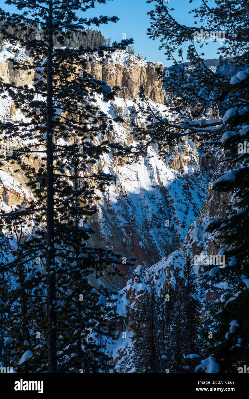Entlang der Mauer des Grand Canyon von Yellowstone wird vulkanisches Gestein ausgekerkert. Ihre gelbliche Farbe gab dem Yellowstone-Nationalpark seinen Namen. Wyoming, USA Stockfoto